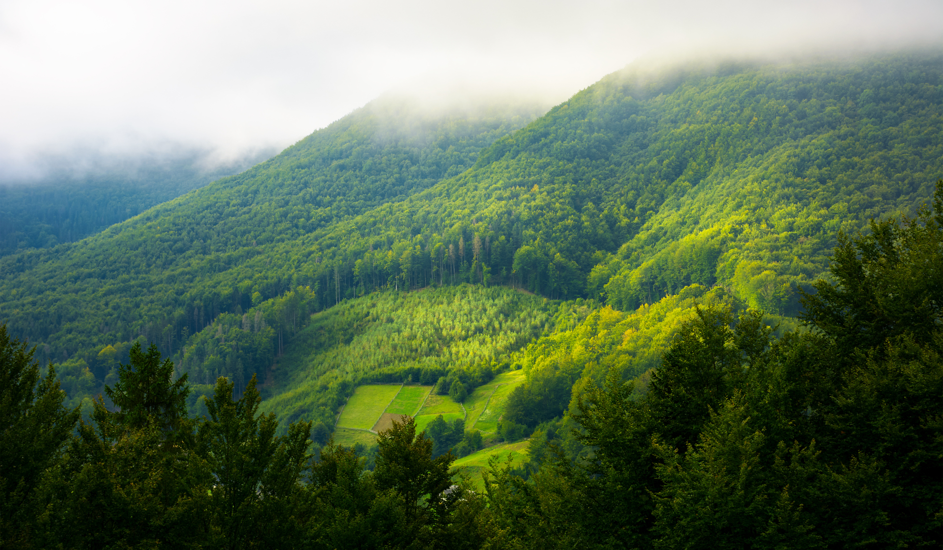 Mountain pine forest and glade in morning fog